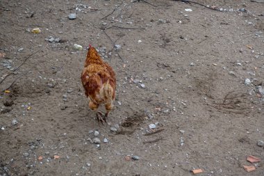 Tavuk çiftlikleri ve tavuk