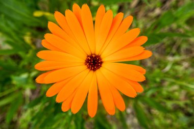 Tomurcukları, çiçek ve Bahar