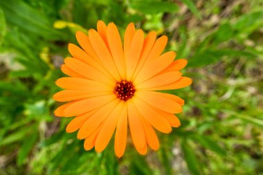 Tomurcukları, çiçek ve Bahar