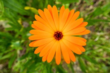 Tomurcukları, çiçek ve Bahar