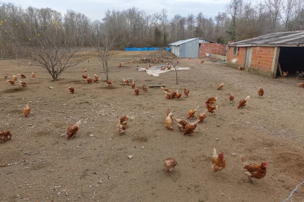 Tavuk çiftlikleri ve tavuk