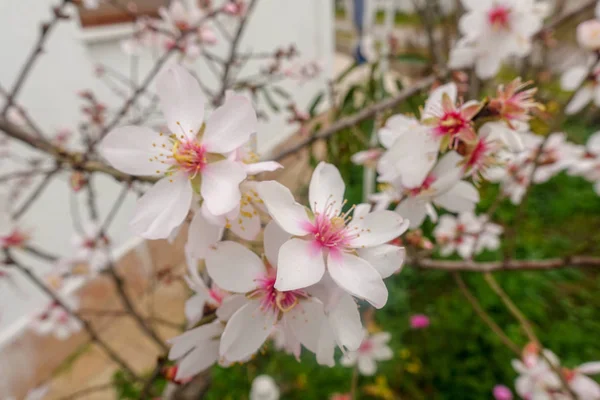 Tomurcukları Çiçek Bahar — Stok fotoğraf