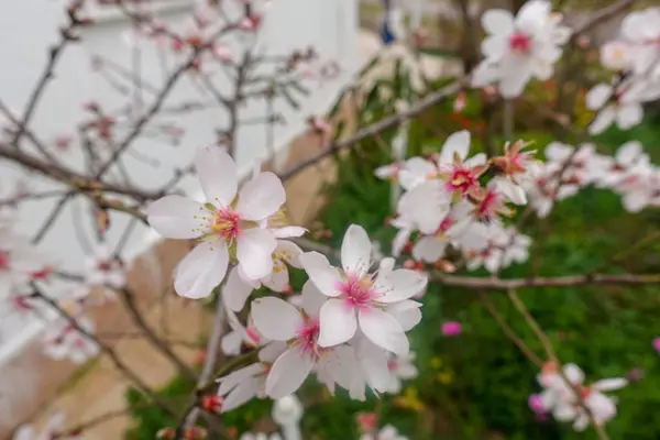 Bourgeons Fleurs Printemps — Photo