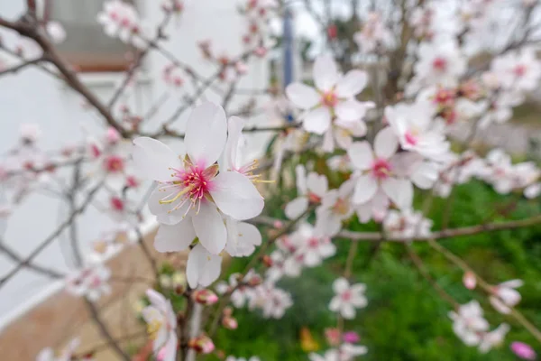 Bourgeons Fleurs Printemps — Photo