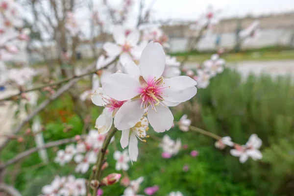 Bourgeons Fleurs Printemps — Photo