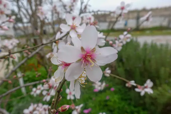 Bourgeons Fleurs Printemps — Photo