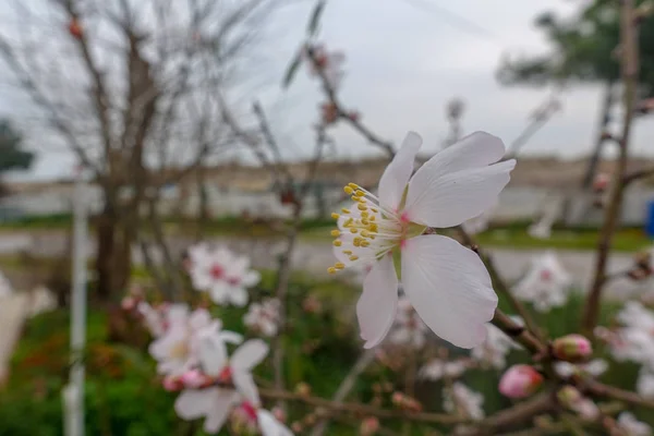 Brotes Flores Primavera —  Fotos de Stock