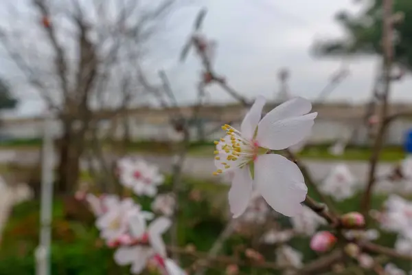 Tomurcukları Çiçek Bahar — Stok fotoğraf