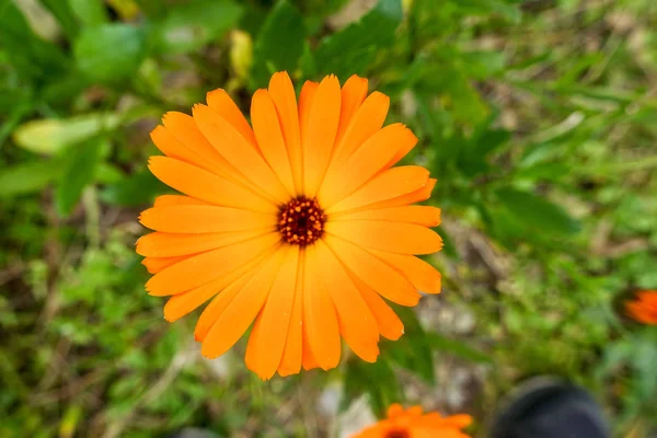 Gemme Fiori Primavera — Foto Stock