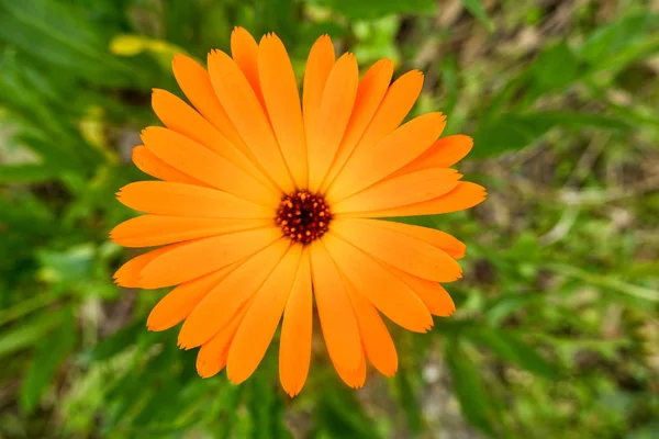 Knoppen Bloemen Lente — Stockfoto