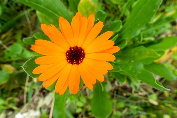 Knoppar Blommor Och Våren — Stockfoto