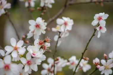 Tomurcukları, çiçek ve Bahar