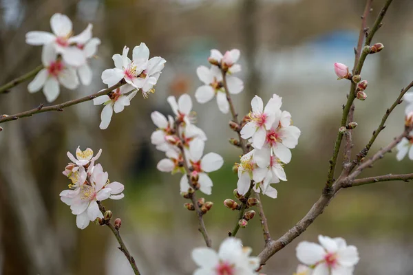 Knospen Blumen Und Frühling — Stockfoto