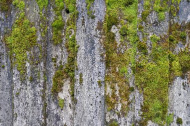 Eski boyalı duvar ve eski duvar yosun ile