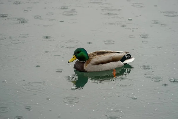 Cygnes Canards Sur Lac — Photo