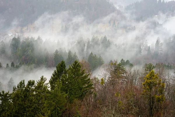 Blick Auf Wald Und Nebel — Stockfoto