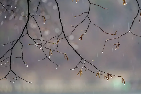 Дождливый День Капли Дождя Ветке Дерева — стоковое фото