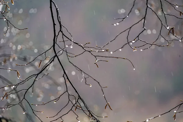 Дождливый День Капли Дождя Ветке Дерева — стоковое фото