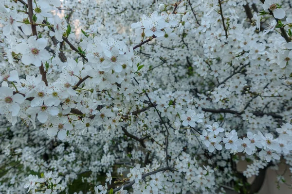 春天和鲜花 — 图库照片