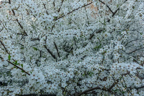 Bahar Zamanı Taze Ağaç Çiçekleri — Stok fotoğraf
