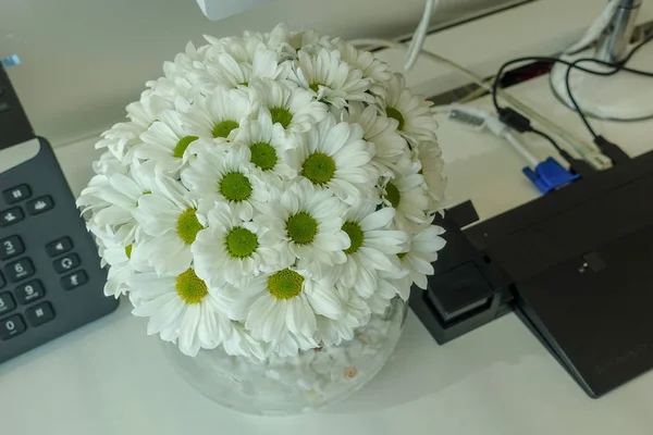 Fleur Chrysanthème Blanc Dans Bureau — Photo
