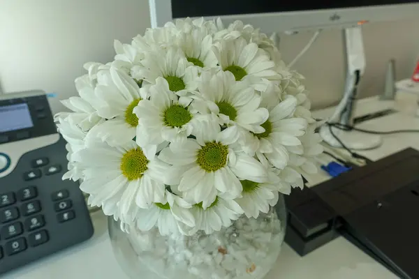 Fleur Chrysanthème Blanc Dans Bureau — Photo