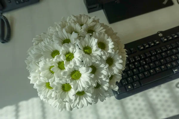 Ofiste beyaz kasımpatı çiçeği
