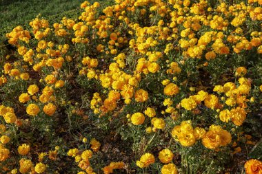 Renkli Lale ve renkli çiçekler