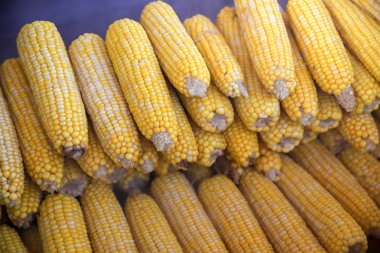 Haşlanmış ve kızarmış Mısır 