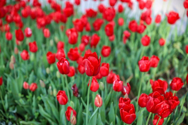 Bunte Tulpen Und Bunte Blumen — Stockfoto