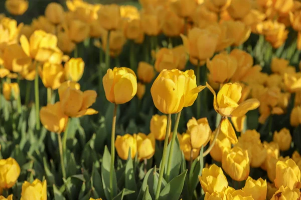 Bunte Tulpen Und Bunte Blumen — Stockfoto