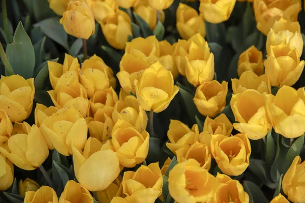Bunte Tulpen Und Bunte Blumen — Stockfoto