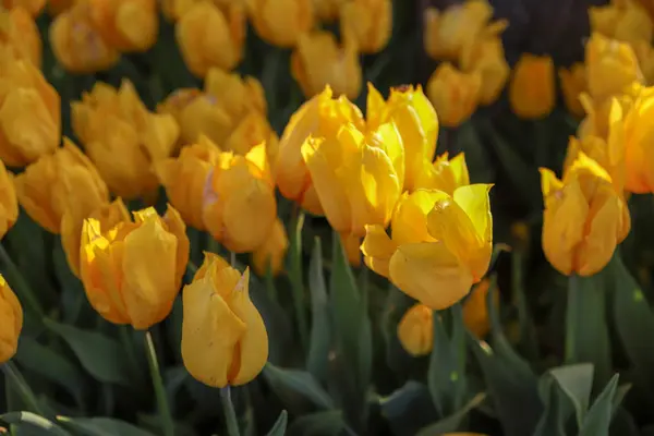 Bunte Tulpen Und Bunte Blumen — Stockfoto