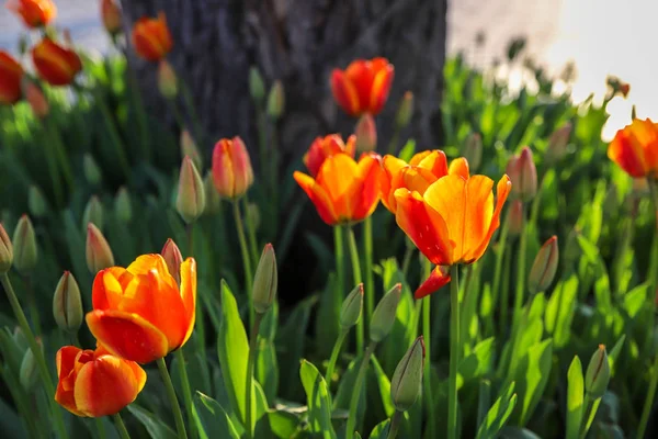 Bunte Tulpen Und Bunte Blumen — Stockfoto