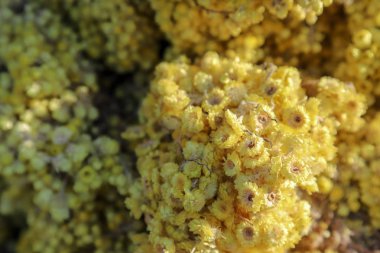 Kurutulmuş bitki ve bitkisel çaylar