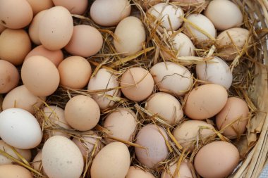 Organik yumurta doğa ürünler
