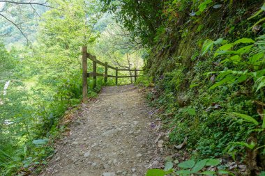 Orman ve yürüyüş parkurları