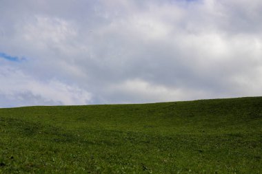 Yeşil çayırlar ve ağaçlar Artvin