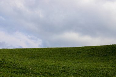 Yeşil çayırlar ve ağaçlar Artvin