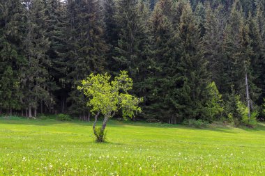 Yeşil çayırlar ve ağaçlar Artvin