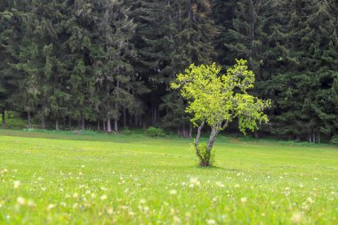 Yeşil çayırlar ve ağaçlar Artvin