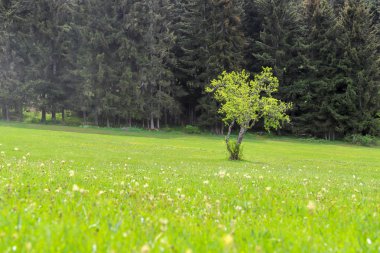 Yeşil çayırlar ve ağaçlar Artvin