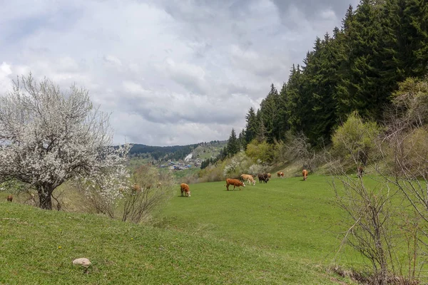 Prados Verdes Cavalos Vacas Ovelhas Artvin Savsat — Fotografia de Stock