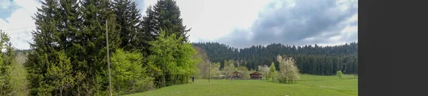 Zelené Louky Stromy Artvin — Stock fotografie