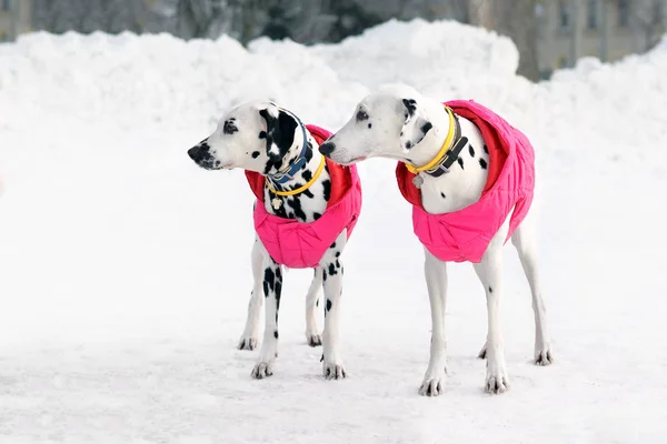 Paar honden dalmatiërs dragen van roze jas — Stockfoto