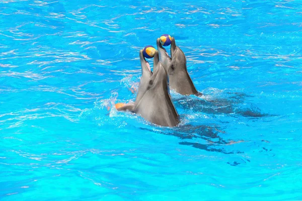 Los delfines sostienen las bolas en tu boca — Foto de Stock