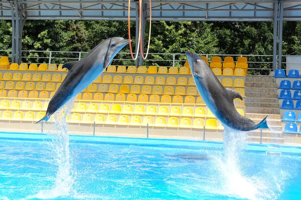 Yunus bir halka aracılığıyla atlama 