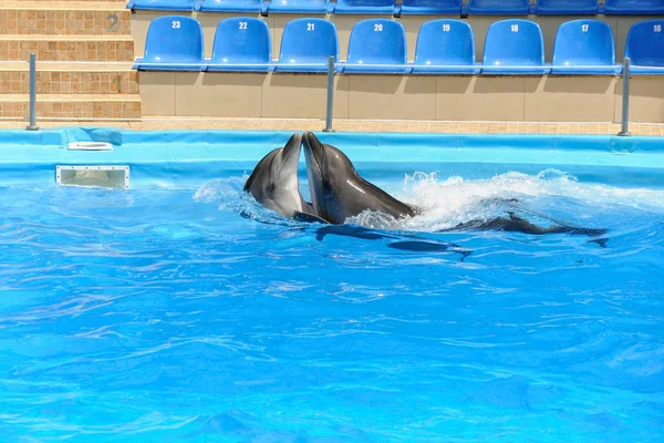 Pareja de delfines bailando en el agua — Foto de Stock