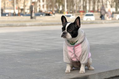 Bir yürüyüş için pets.