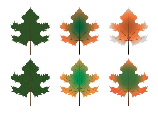 Ensemble de variations de feuilles d'automne — Image vectorielle